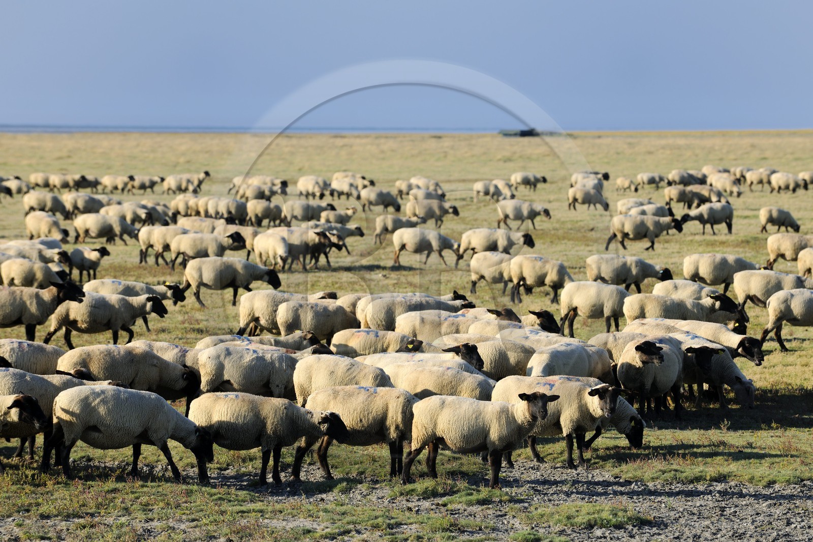 France, Ille-et-Vilaine (35), troupeau de moutons de prés salés du Mont-Saint-Michel