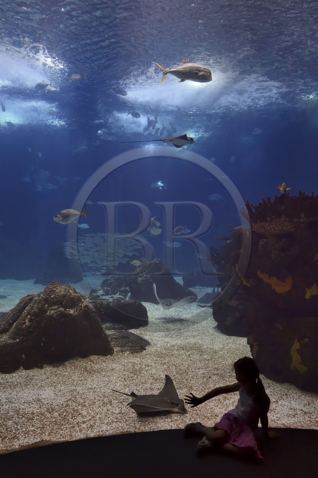 Portugal, Lisbon, Parque das Nações (Nations' Park) built for the Universal Expo 98 World Exhibition, Oceanário (Oceanarium), aquarium