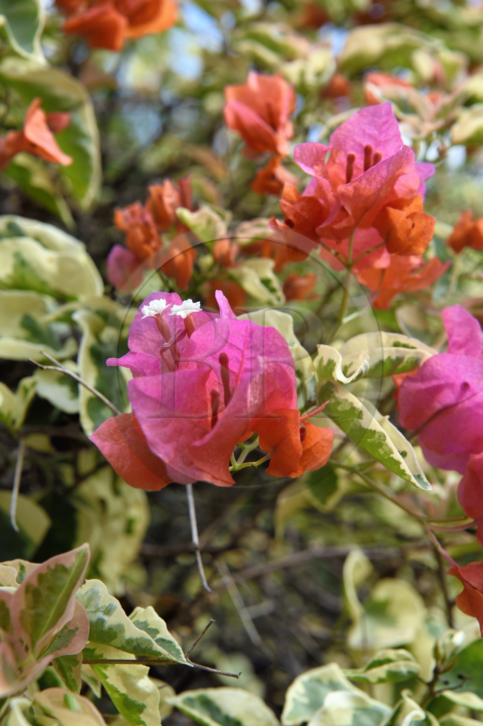 France, Ile de la Reunion, Saint Pierre, Jardin Botanique du Domaine du Café Grillé, Bougainvillea glabra nyctaginaceae