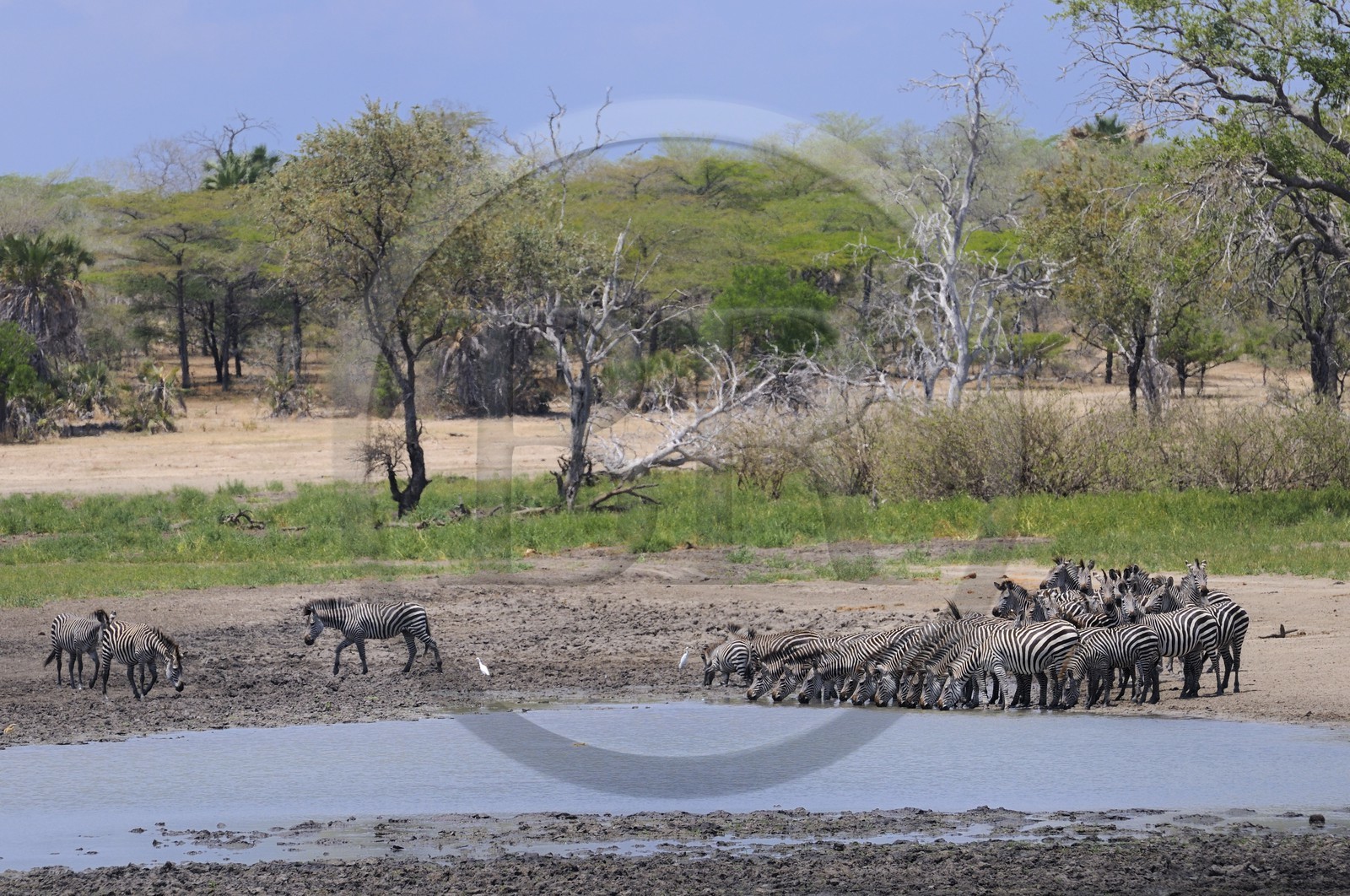 Tanzanie, Reserve de gibier de Selous une des plus grandes zones protégées au monde et inscrite sur la liste du patrimoine mondial de l’Unesco depuis 1982, zèbres (Equus burchelli) en bordure de la rivière Rufiji