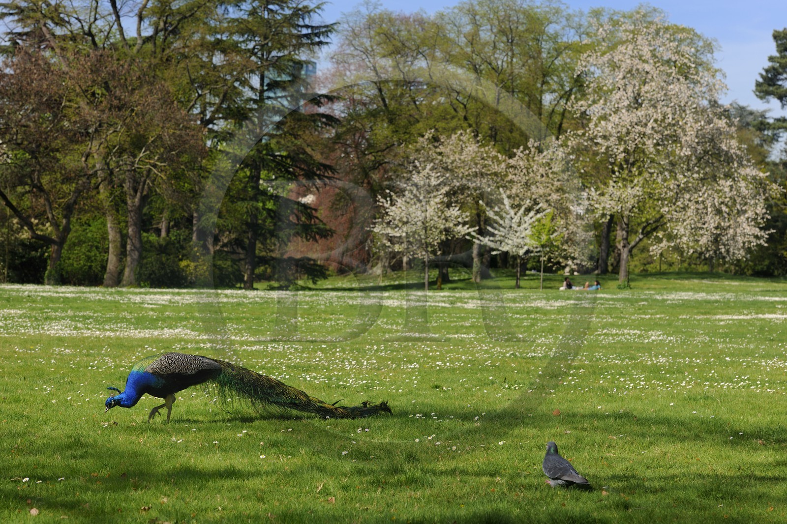 France, Paris, Bois de Boulogne, parc de Bagatelle, peacock