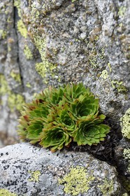 France, Alpes-Maritimes (06), parc national du Mercantour, vallée de la Valmasque, Saxifrage à nombreuses fleurs (Saxifraga florulenta) endémique et emblèmatique du Parc