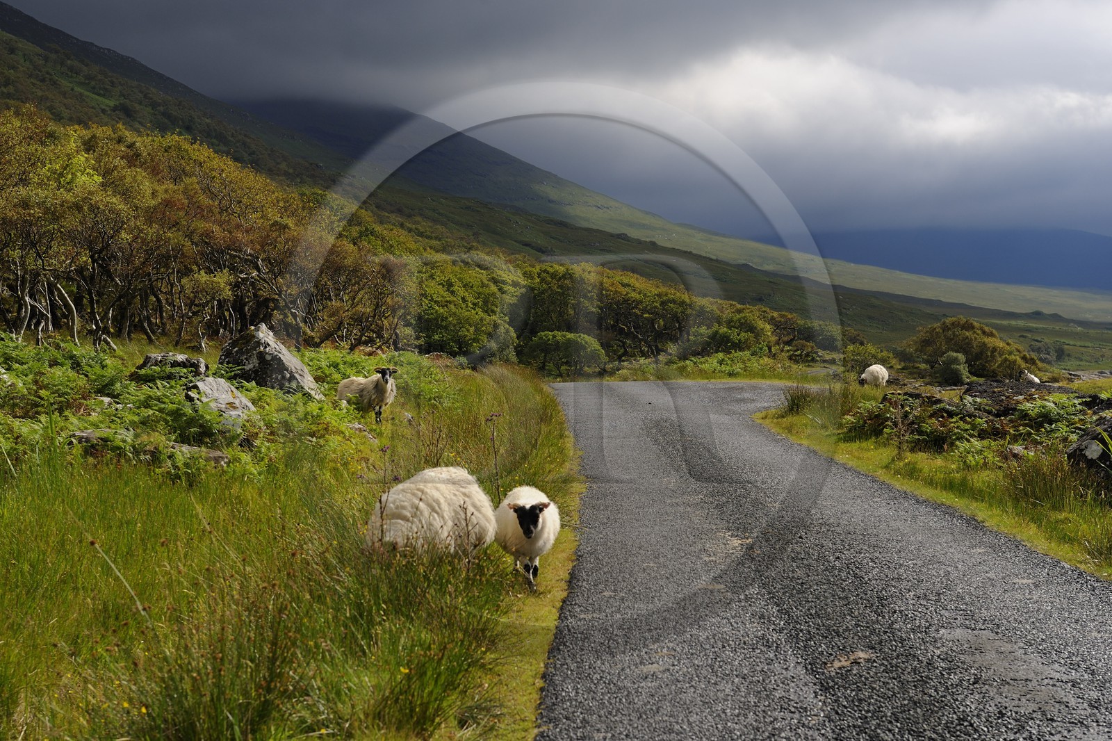 Royaume-Uni, Ecosse, Highland, Hébrides intérieures, Ile de Mull, moutons et béliers en bordure du Loch na Keal