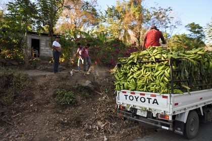 Nicaragua, Ometepe Island in Lake Nicaragua, a truck loaded with plantain, the main production of the island