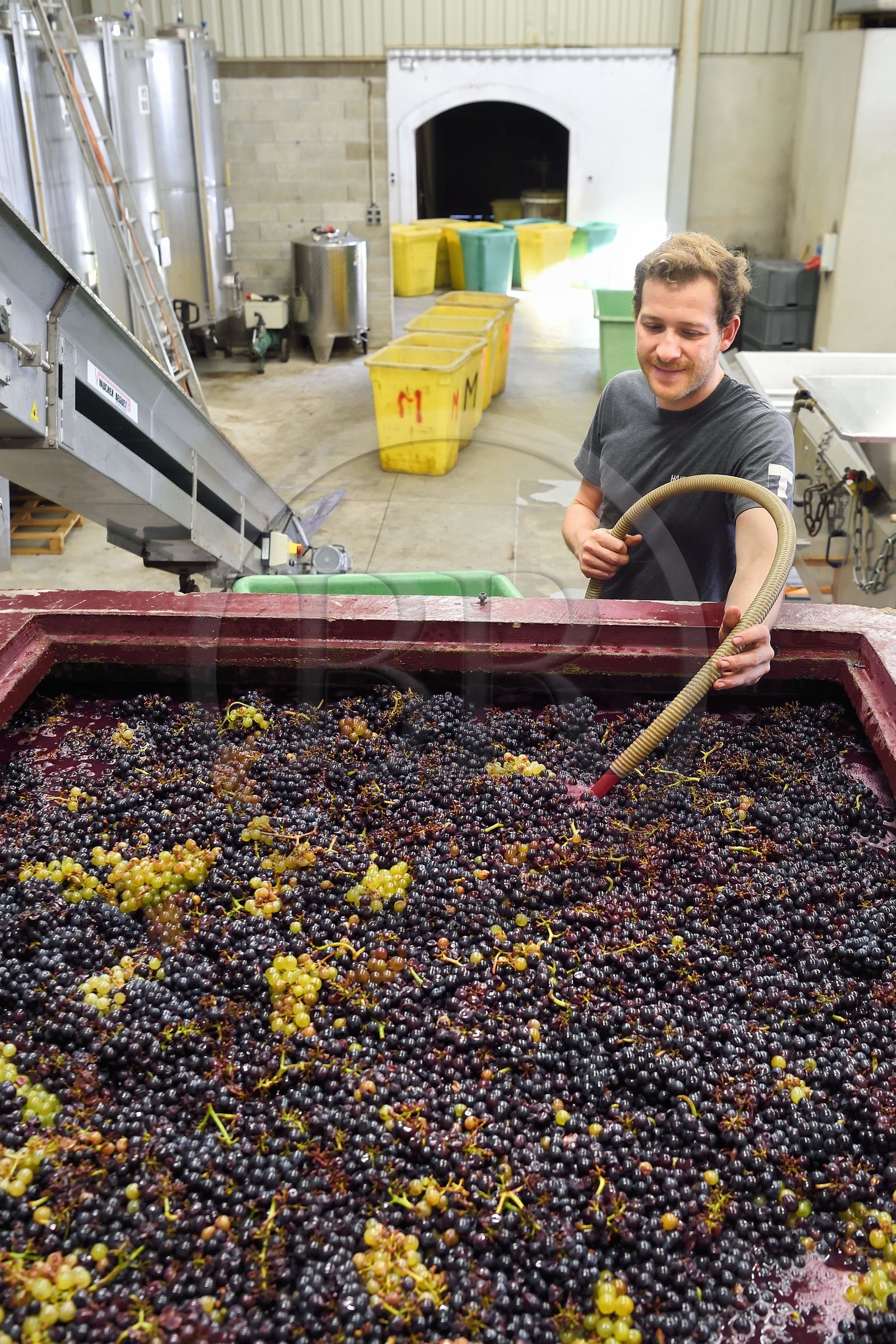 France, Haut-Rhin (68), Route des vins d'Alsace, Bergheim, Domaine viticole Marcel Deiss, fermentation du raisin dans une grande cuve, aération du moût entrain de fermenter