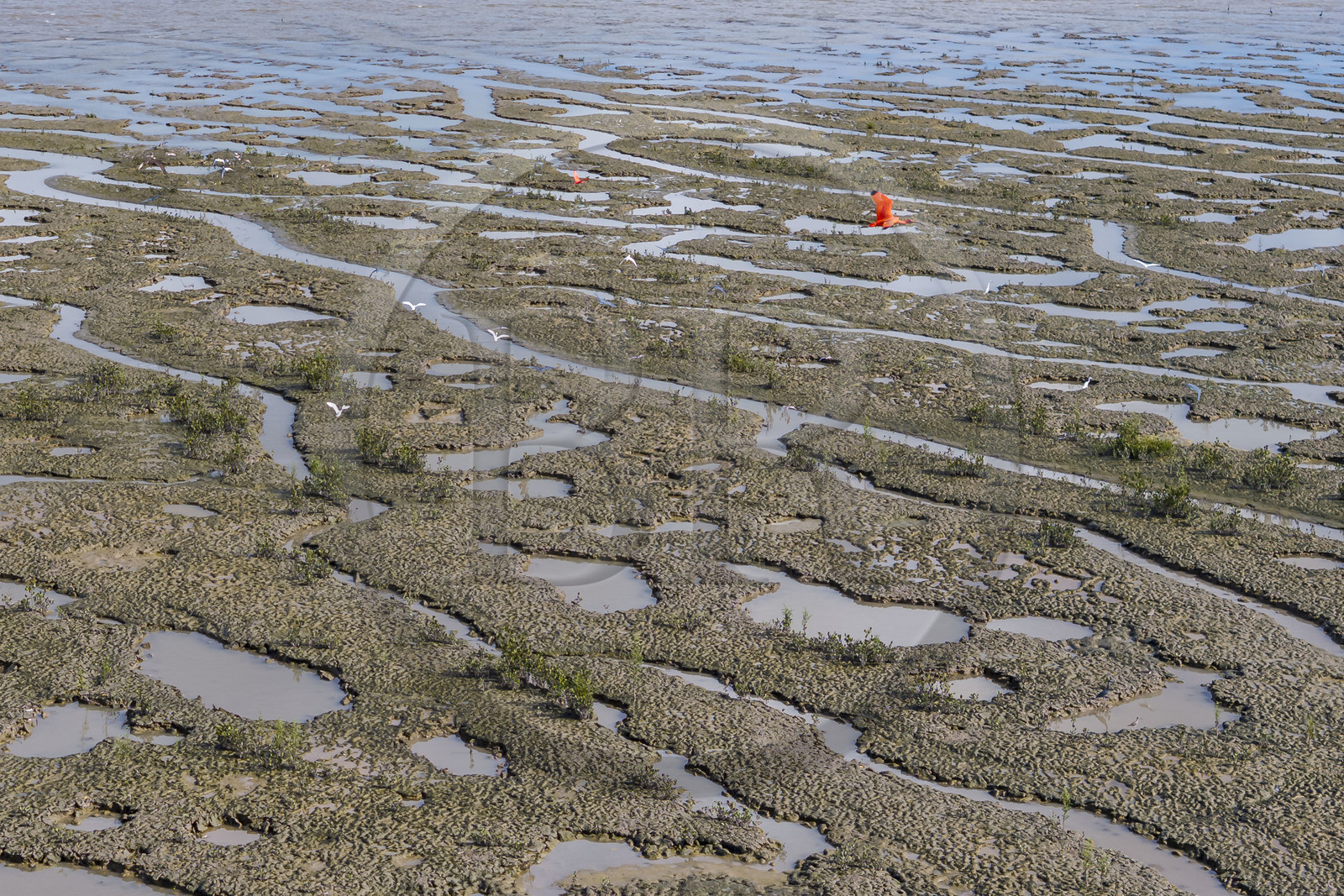 France, Guyane, Cayenne, la mangrove a pris position sur les bancs d'alluvions entrainés des montagnes des Andes par le fleuve Amazone et entoure la totalité de la presqu'île de Cayenne, dans une période cyclique future elle disparaitra complétement pour à nouveau laisser place à la mer, ibis rouge en vol (vue aérienne)