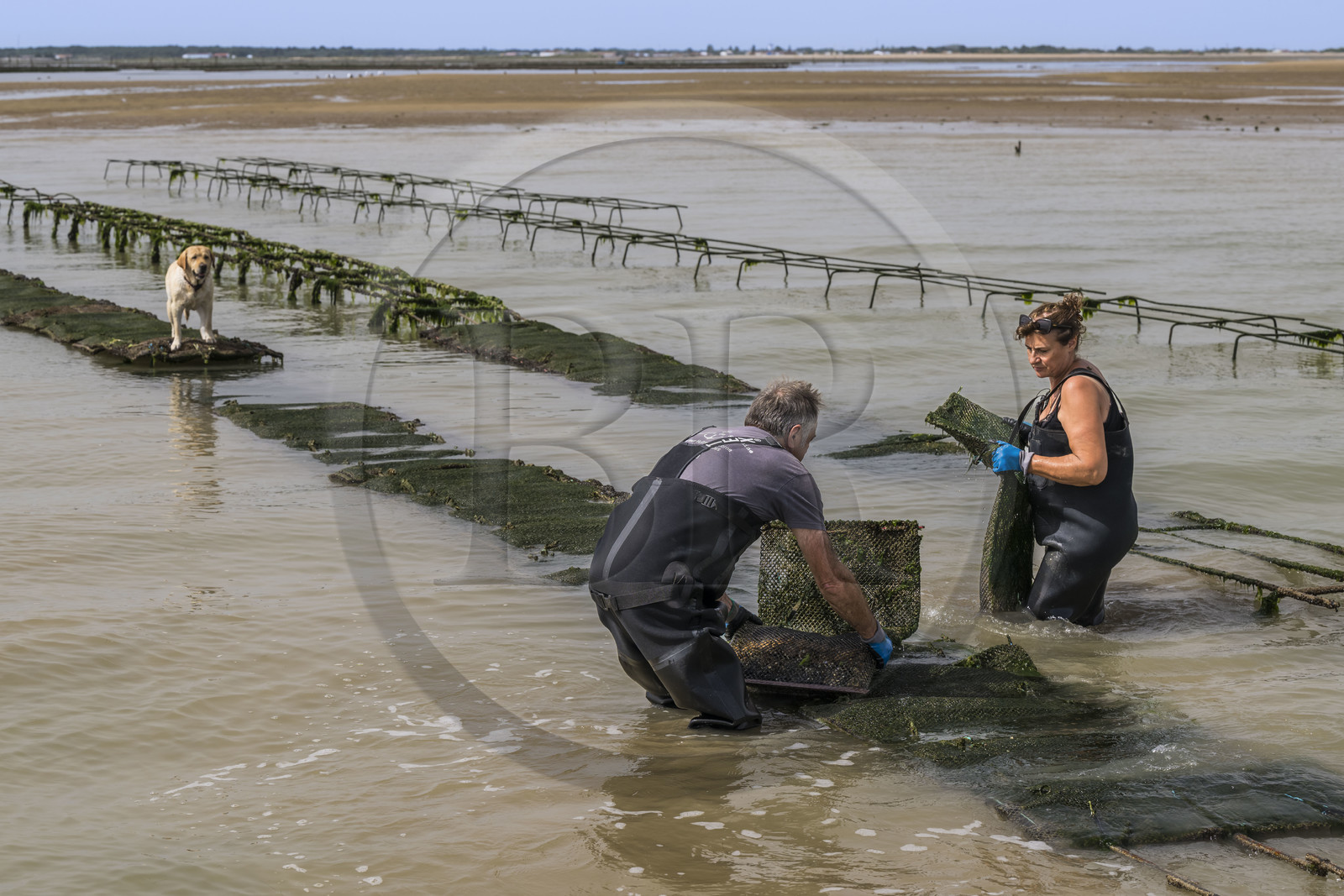 France, Charente Maritime, Oleron island, Dolus d’Oléron, the parks of the Marennes-Oléron basin in the Pertuis d'Antioche, Nadia Quillet and her husband Eric turn over pockets of crassostrea gigas in their oyster beds as the tide goes out