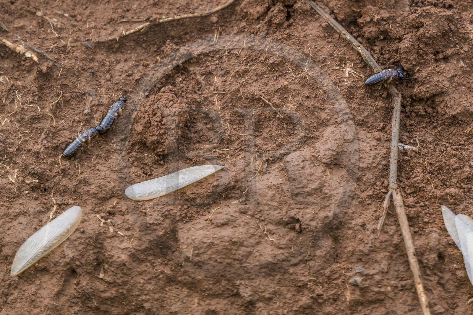 Rwanda, Parc national de l'Akagera, termites qui ont perdues leurs ailes sur leur termitière