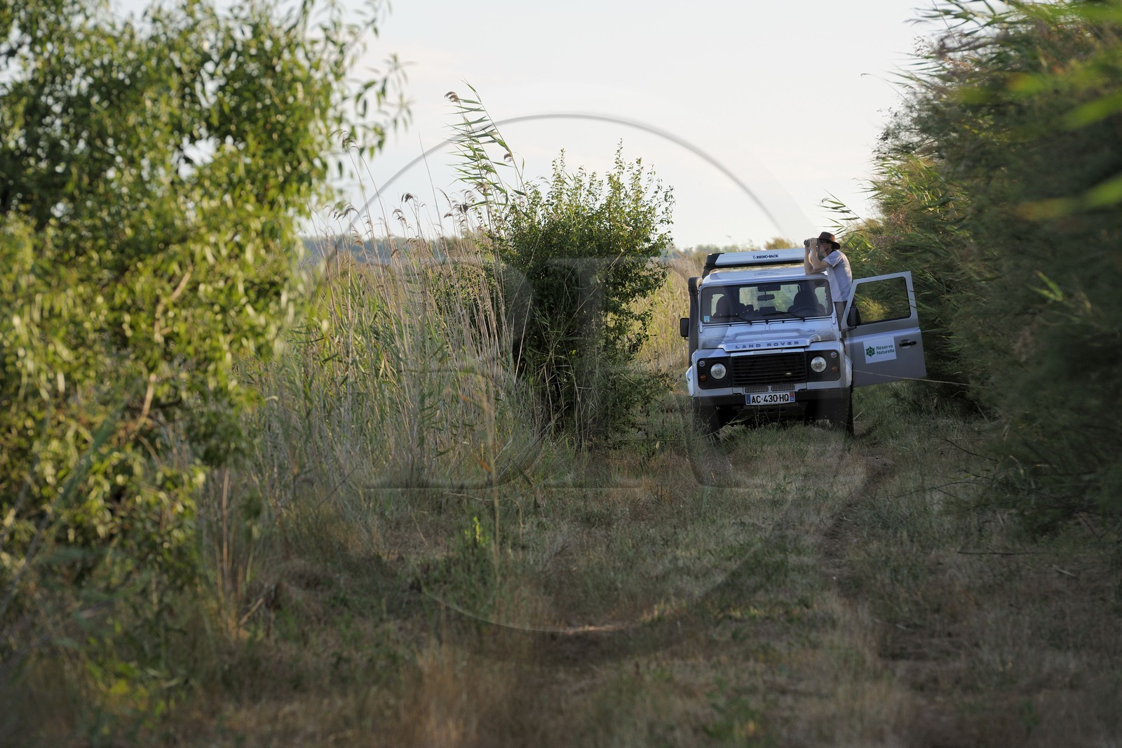 France, Herault (34), district of Cap d'Agde, the National Nature Reserve Bagnas west of the bassin of Thau