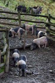 France, Pyrenees Atlantiques, Basque Country, Aldudes valley, Pierre Oteiza breeding of Basque black pigs for the production of Kintoa AOC ham
