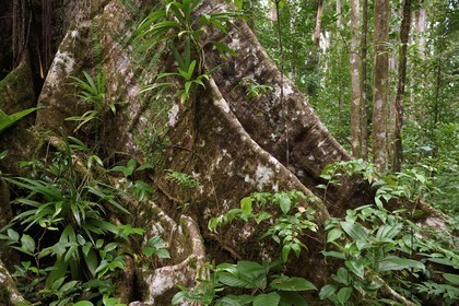 Caraïbes, Ile de la Dominique, Parc national de Morne Diablotin, chataignier dominicain (sloanea caribaea), en créol Chatannyé Ti-Fèy, ce serait le plus vieil arbre de l'île avec ses 700 ans