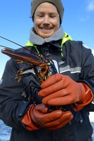 Suède, Västra Götaland, Iles Koster, sortie en mer pour récupérer les casiers à homards, homard