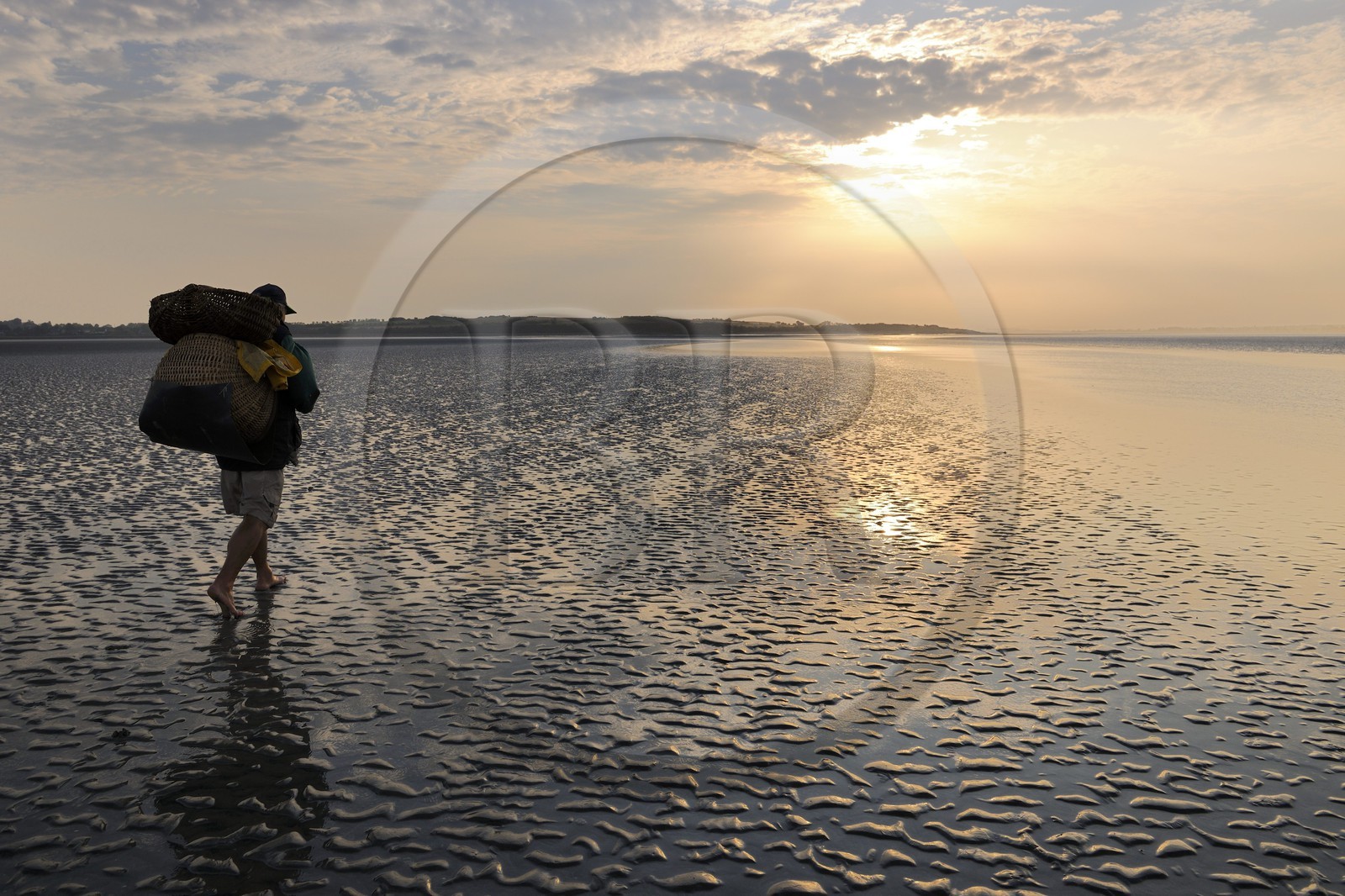 France, Manche, Bay of Mont Saint Michel, strand fisherman Guy Jugan on his way to lift his nets full of Crangon crangon shrimps (grey shrimp)