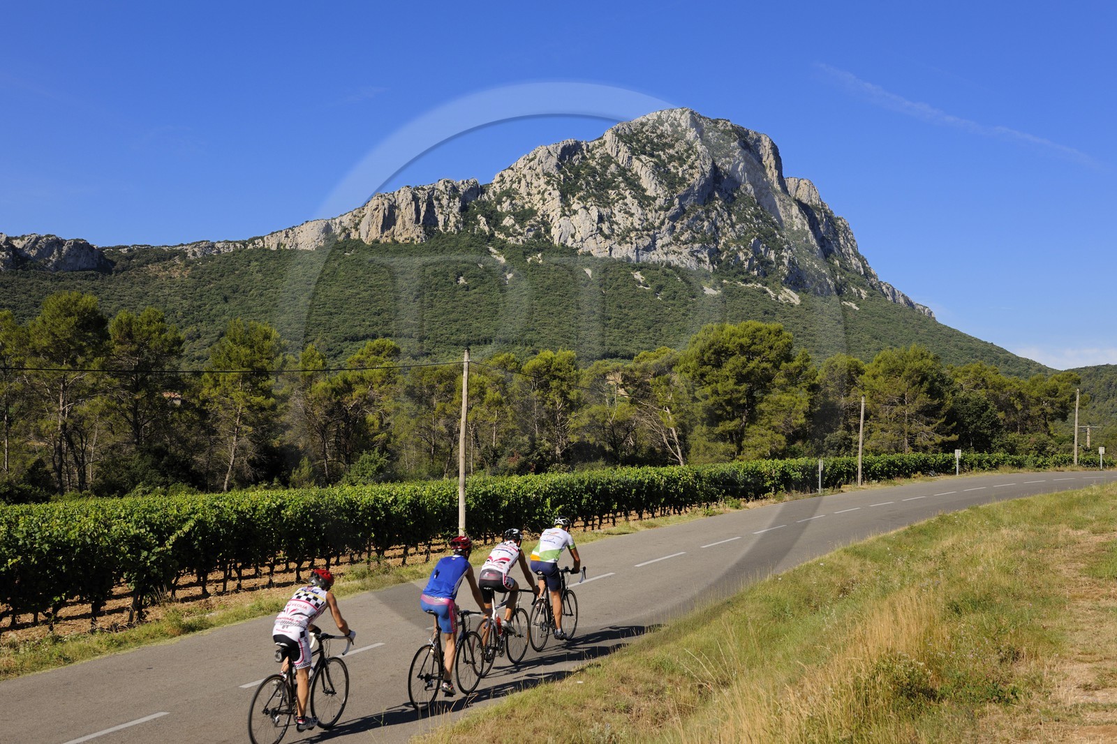 France, Hérault (34), vignoble au pied du Pic Saint-Loup,