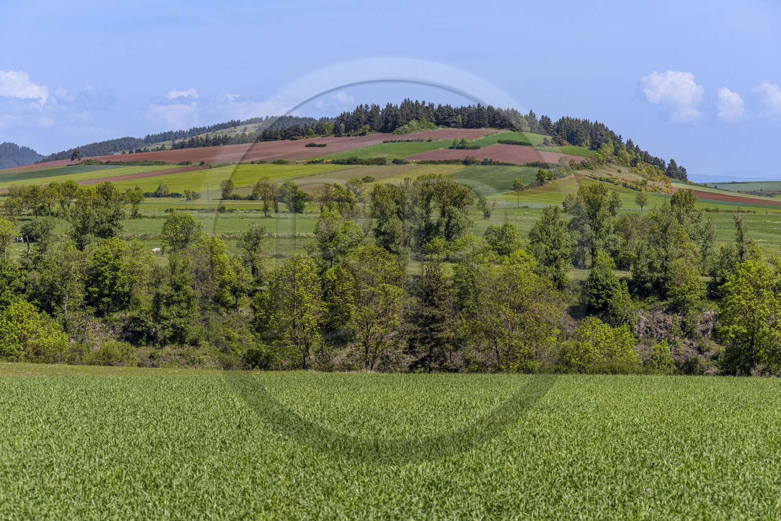 France, Haute-Loire (43), randonnée avec un âne sur le chemin de Stevenson (GR 70) entre Goudet et Ussel
