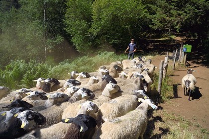 France, Puy-de-Dôme (63), Aydat, Parc naturel régional des Volcans d'Auvergne, le berger Esteban Gueneuc et son troupeau de brebis sur les pentes du volcan du Puy de Vichatel, sur le parcours Musette nature sentier de Vichatel
