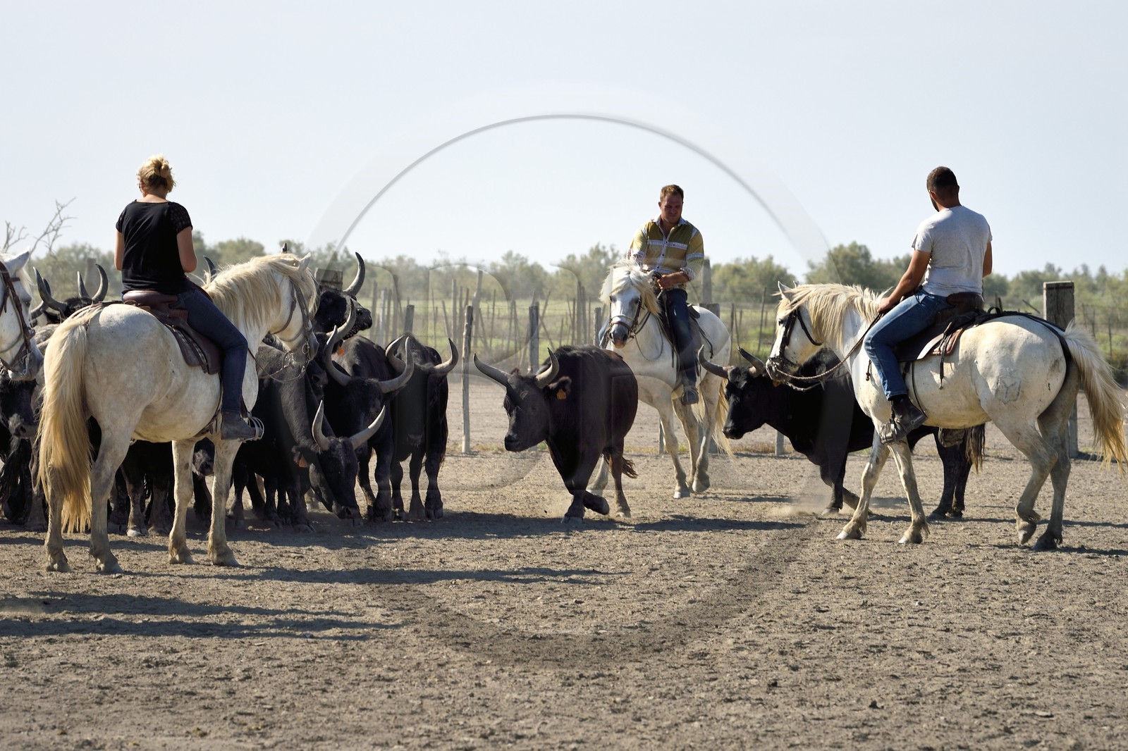 France, Bouches du Rhone, Parc naturel regional de Camargue (Regional Natural Park of Camargue), manade Jacques Mailhan, Camargue bull called Raco di Biou, the gardians sort the bulls