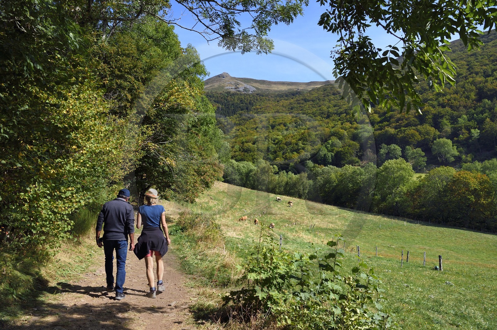 France, Cantal, Parc Naturel Régional des Volcans d'Auvergne (regional nature park of Auvergne volcanoes), Brezons valley, hamlet of Sanissage, way to the Saut de la Truite (trout jump) waterfall