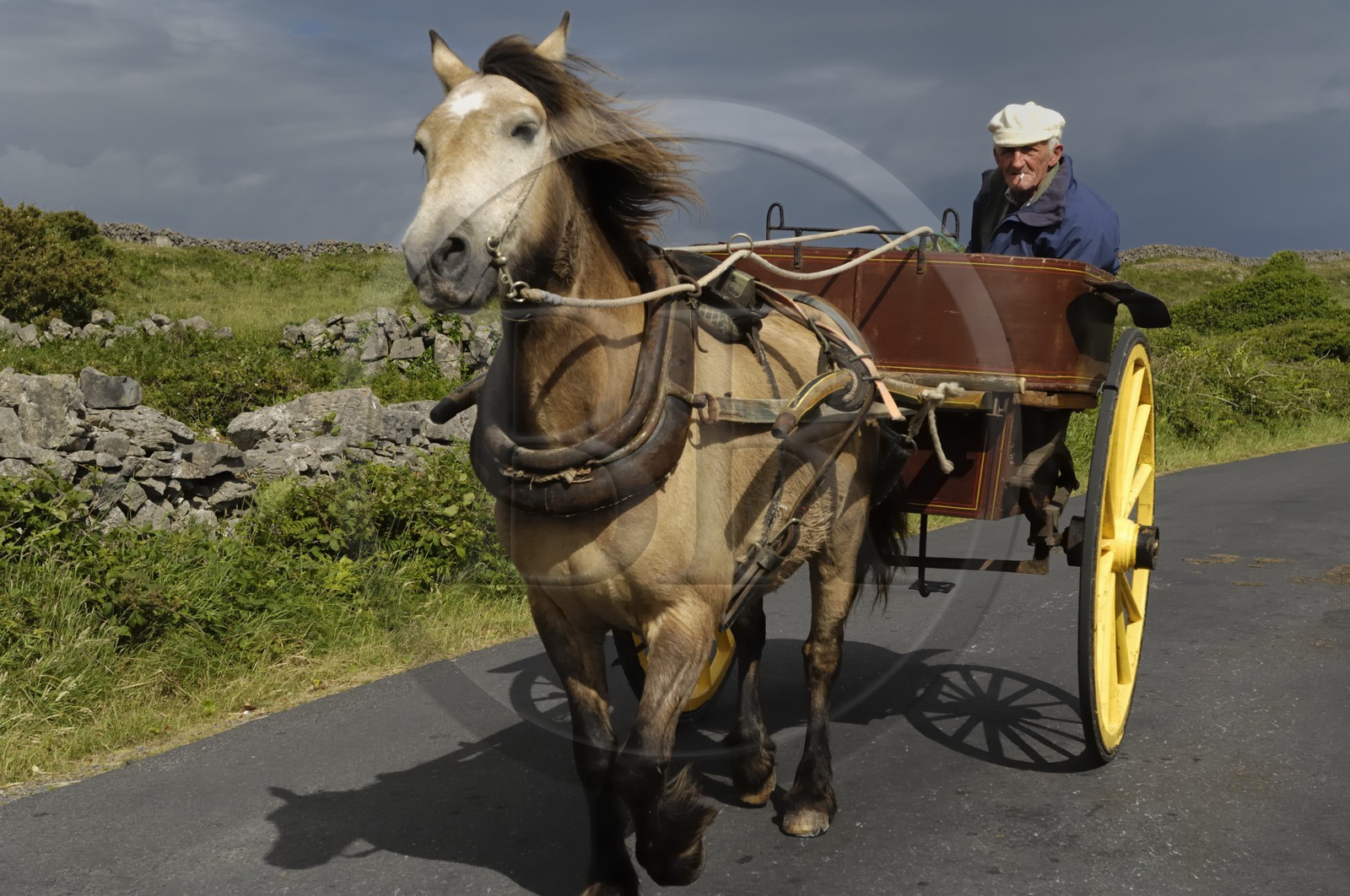 Irlande, Comté de Galway, Aran Islands, Inishmore, homme d'Aran sur sa calèche