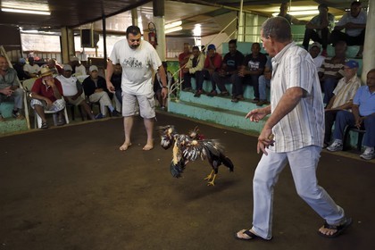 France, Ile de la Reunion, Petit Tampon, combat de coqs dans le Rond de Coq