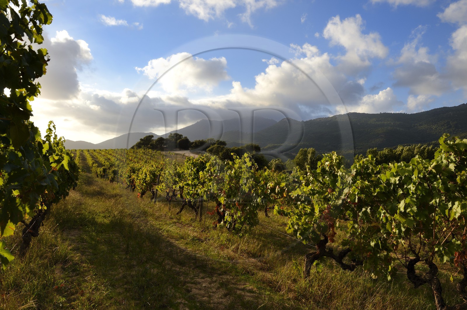 France, Corse-du-Sud (2A), région de Sartène, domaine viticole Fiumicicoli