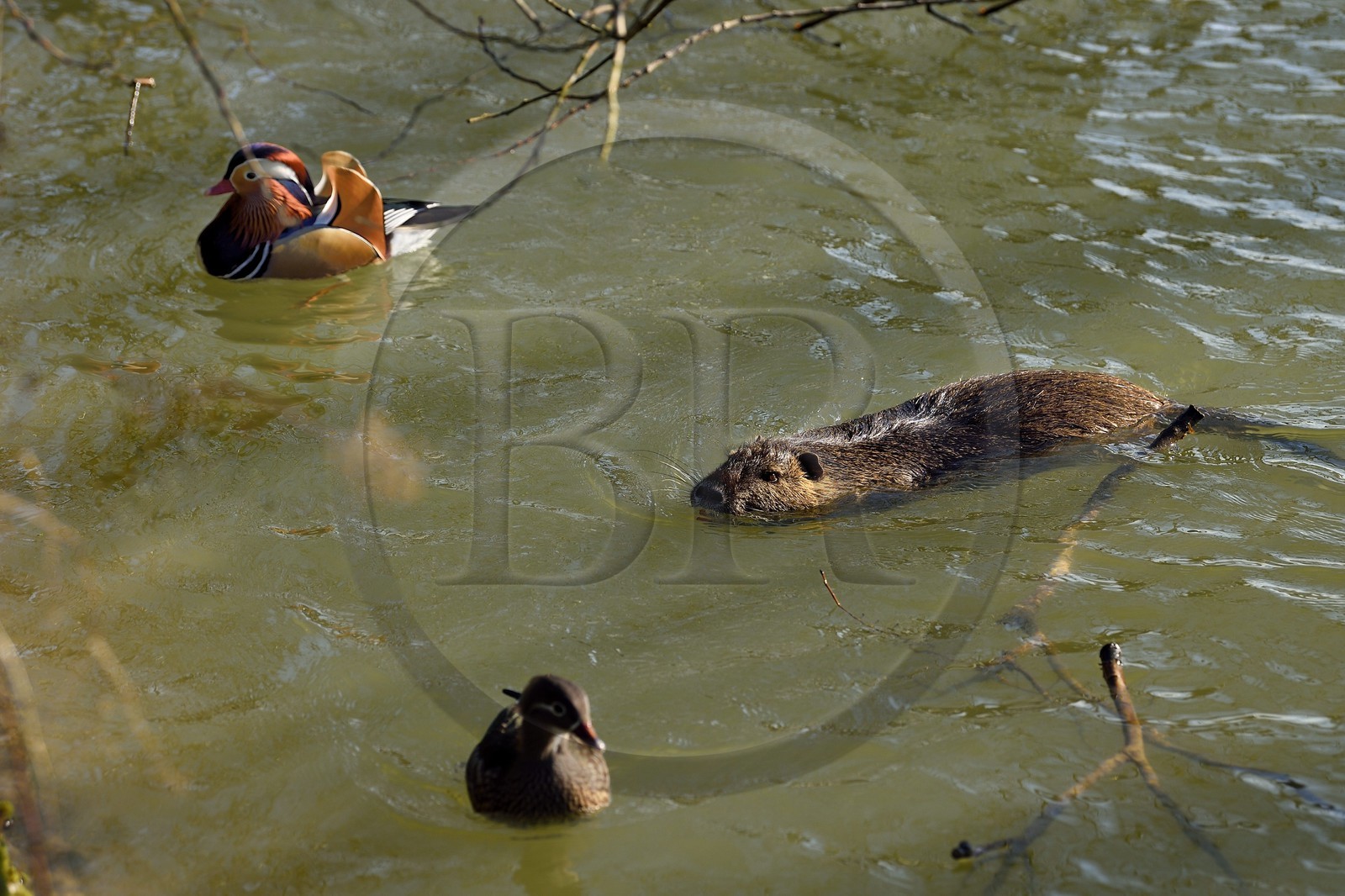 France, Val de Marne, the Marne riverside, Bry sur Marne, coypu also known as the nutria (Myocastor coypus) and mandarin duck (Aix galericulata)