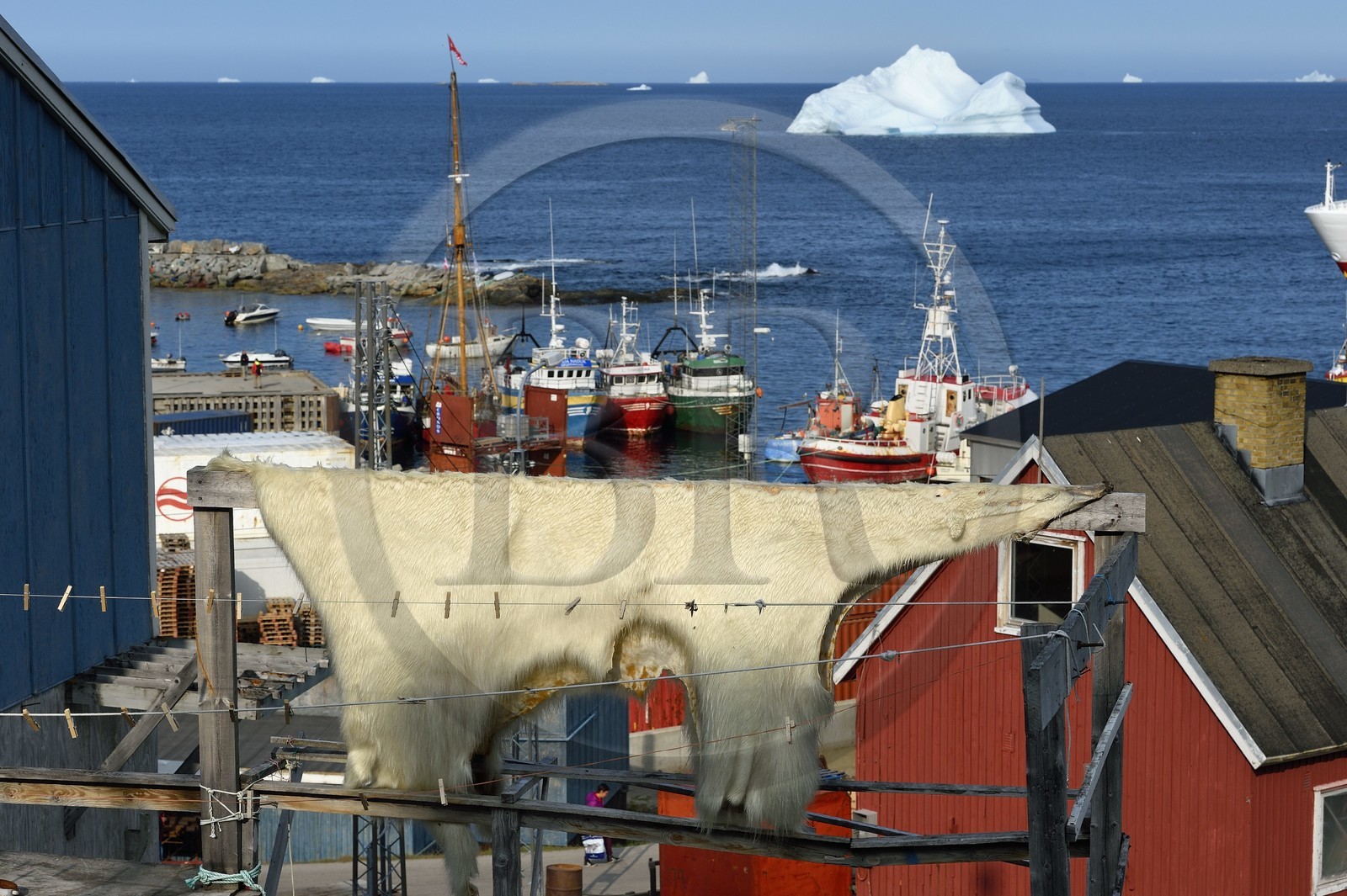 Groenland, cote ouest, baie de Baffin, Upernavik, peau d'un ours polaire séchant au soleil