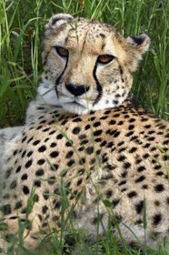 Namibia, Otjiwarongo, Cheetah Conservation Fund, research and education centre, cheetah (Acinonyx jubatus)