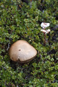 Greenland, west coast, Disko Island, Qeqertarsuaq, rough-stemmed bolete (Leccinum scabrum) and Large- flowered Wintergreen (Pyrola grandiflora) in the tundra