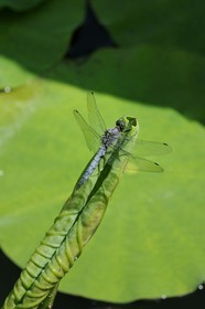 France, Hérault (34), Montpellier, le Jardin des Plantes, libellule sur feuille de lotus