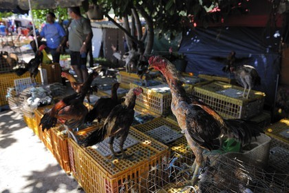 France, île de la Réunion, Saint-Pierre, le marché du samedi, les étals de volaille