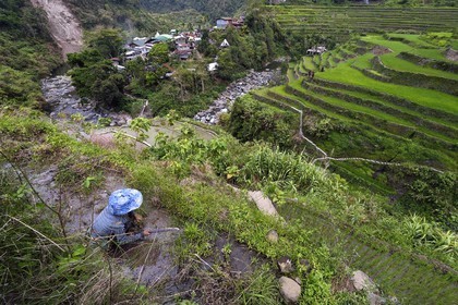 Philippines, province d'Ifugao, les rizières en terrasses de Banaue autour du village de Cambulo, classées Patrimoine Mondial de l'UNESCO, Daria Faith Wingin 32 ans, mariée et mère de deux enfants, débroussaille une parcelle pour replanter