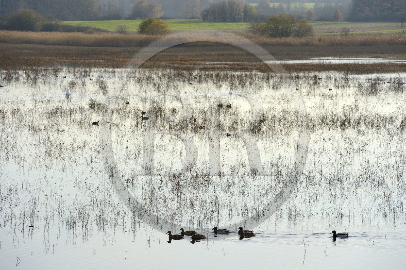 France, Indre, Berry, Parc Naturel Regional de la Brenne (Natural Regional Park of La Brenne), Purais pond, ducks and swans