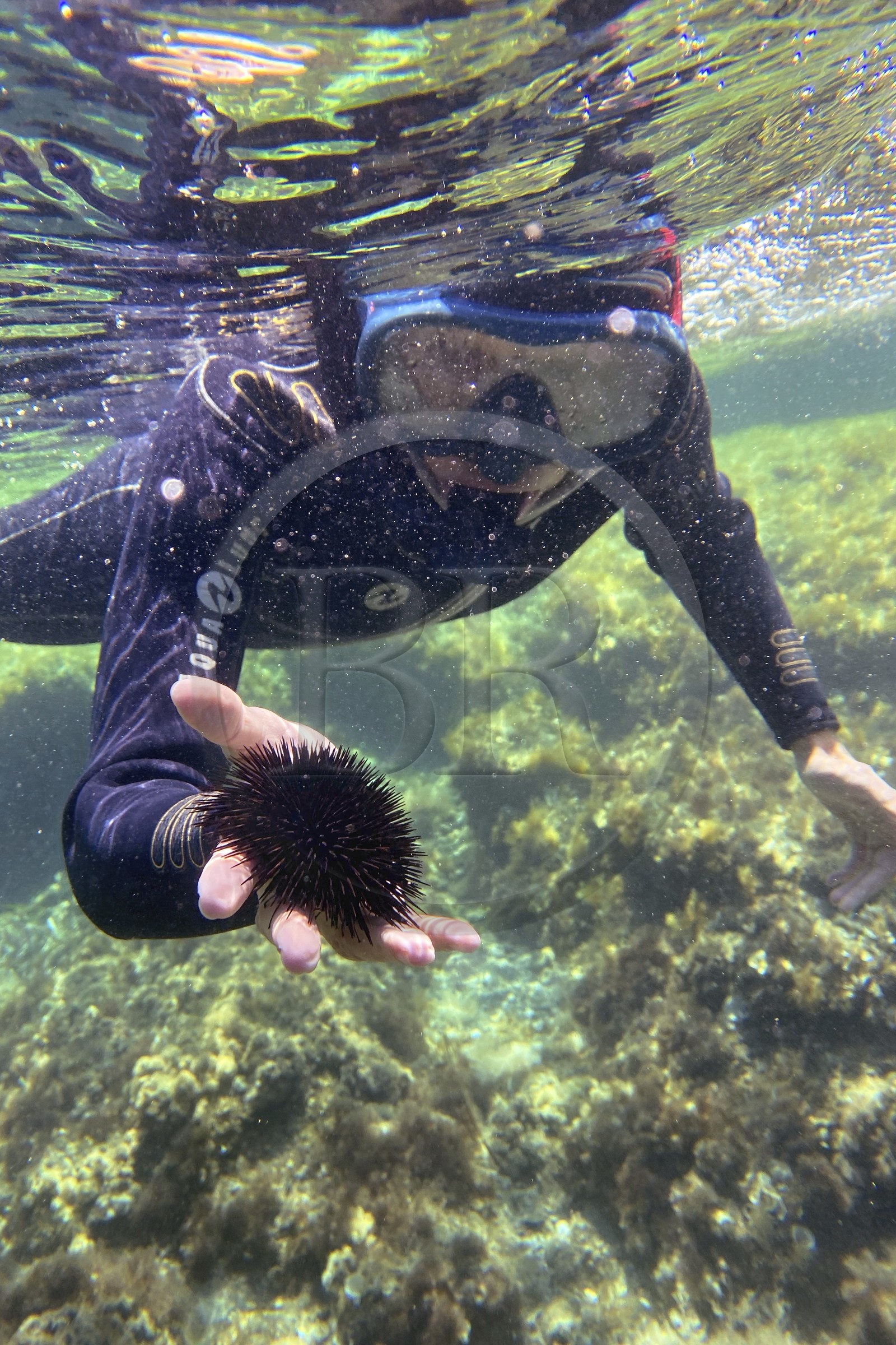 France, Var, Le Rayol Canadel sur Mer, Domaine du Rayol, Jardin des Mediterranees, Conservatoire du Littoral Estate compulsory mention, the marine path, sea urchin