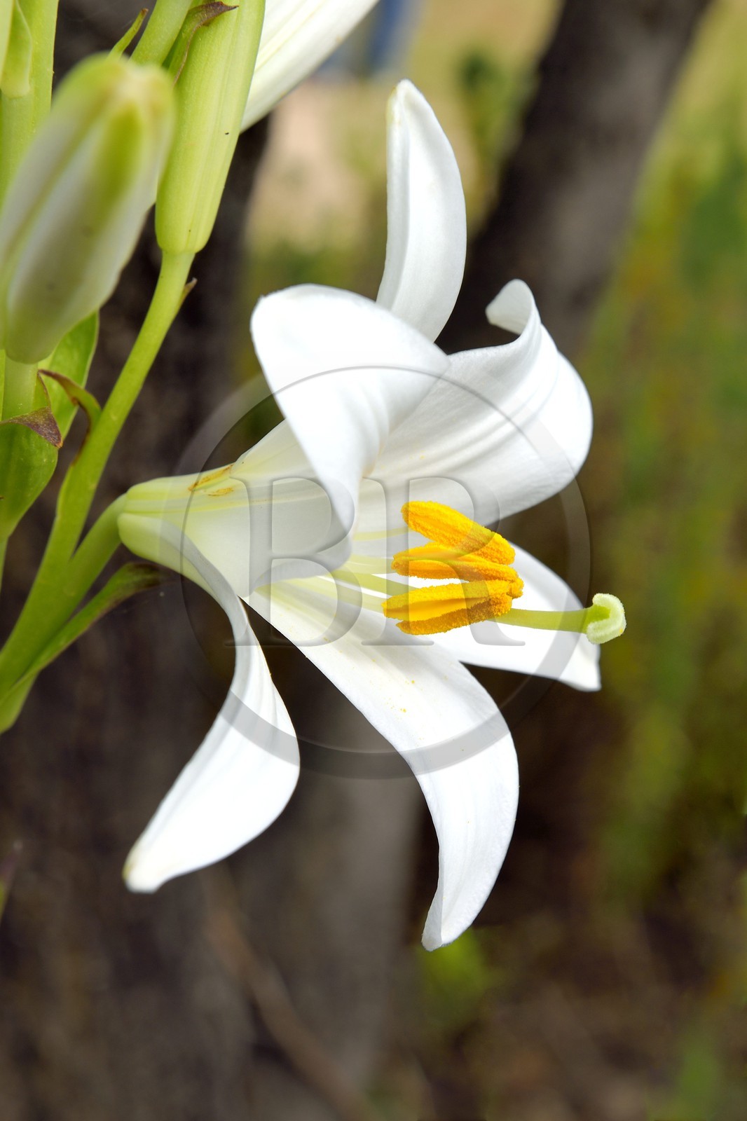 France, Alpes-Maritimes (06), Grasse, lys de la Madone (Lilium candidum)