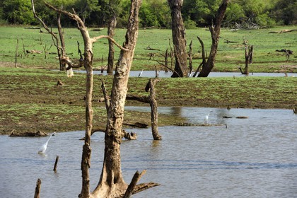 Sri Lanka, province d'Uva, Parc national d'Uda Walawe (Udawalawe National Park), les arbres morts sont immergés sous l'eau pendant les pluies de mousson, crocodile et échassiers