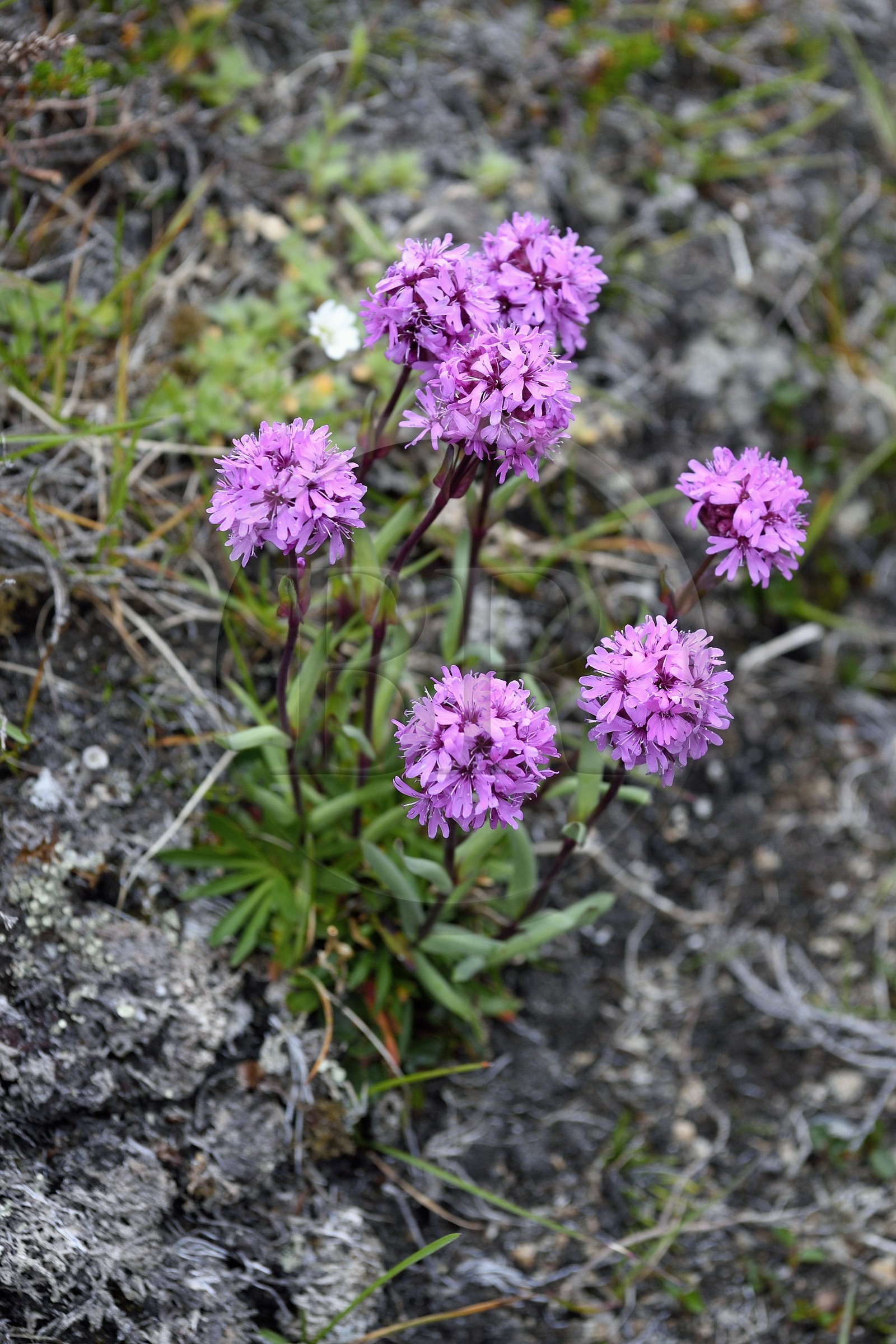 Groenland, région du centre ouest, Sisimiut (autrefois Holsteinsborg), Lychnis des Alpes (Lychnis alpina)