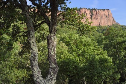 France, Var (83), entre Bagnols-en-Forêt et Roquebrune-sur-Argens, les Gorges du Blavet, jeune chene liège
