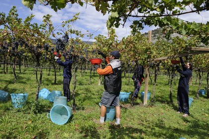 Italie, province de Vérone, Rivoli Veronese, vendanges dans les vignobles