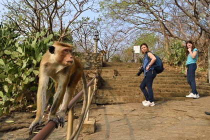 Sri Lanka, province centrale, district de Matale, Dambulla, Temple du Rocher Royal aussi appelé Ran Giri (Rocher doré), macaque à toque (Macaca sinica)