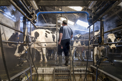 France, Finistère (29), Pays des Abers, Lannilis, ferme de Keruzal Vihan en bordure de l'Aber Benoit, Christophe Monot éleveur de vache laitières prim’holstein et traite du soir