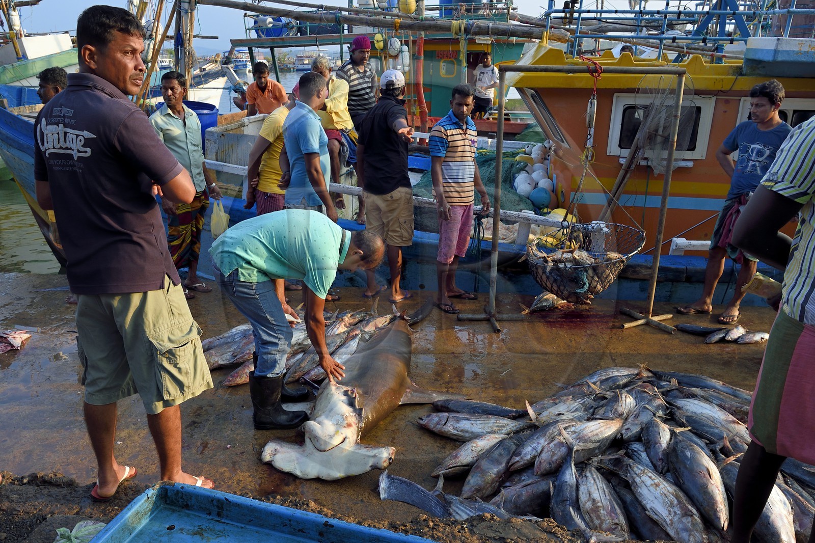 Sri Lanka, Province du Sud, Matara (district), Weligama, port de pêche de Mirissa, pesée et vente de poissons sur le quai au retour de la pêche, requin marteau