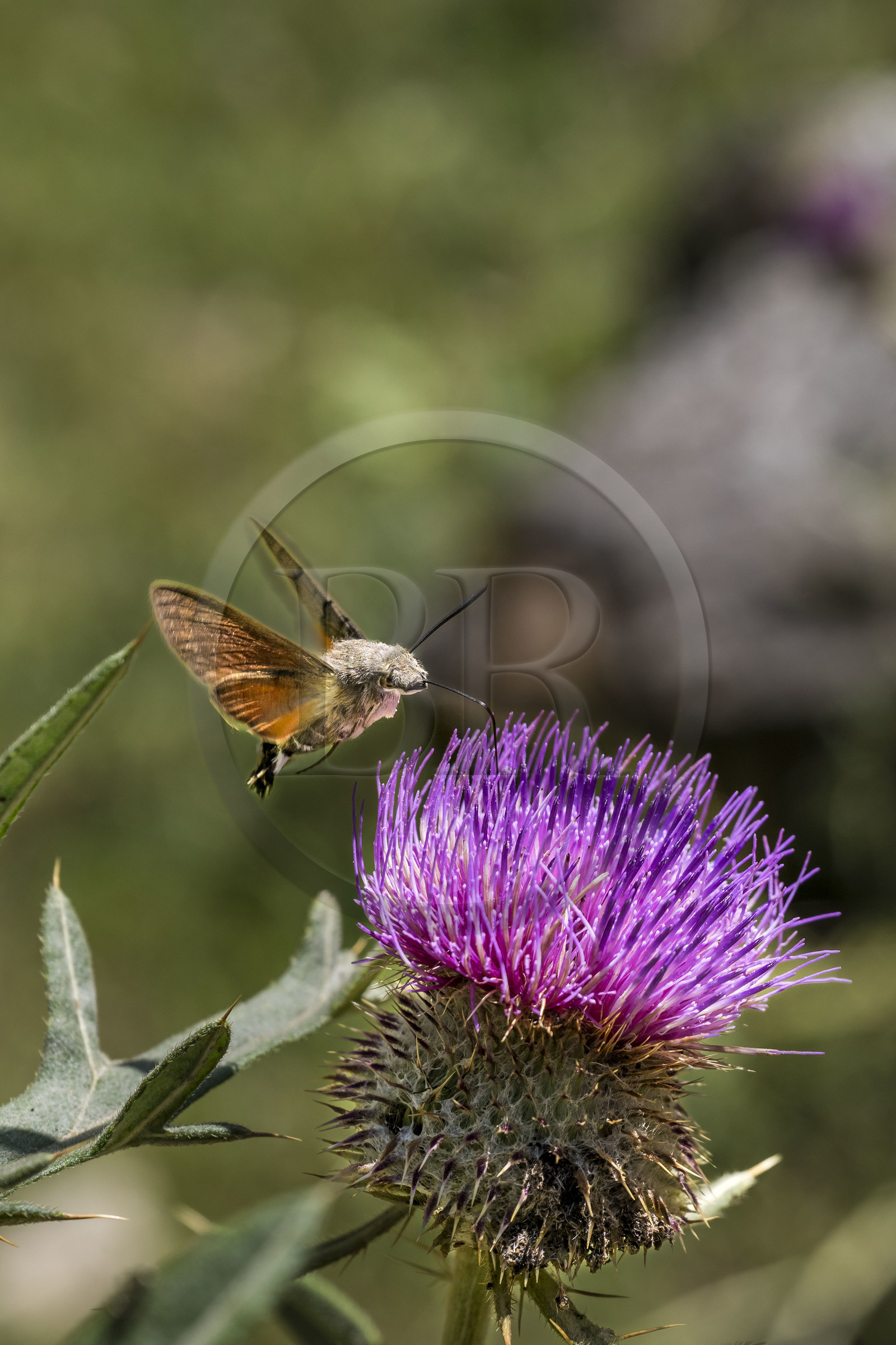 France, Hautes Alpes (05), Névache, la Vallée Étroite, Moro-sphinx ou Sphinx Colibri (Macroglossum stellatarum) possède une très longue trompe qui lui permet de butiner les fleurs en vol stationnaire à la manière des oiseaux-mouches
