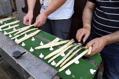 France, Bas-Rhin (67), Fessenheim-Le-Bas, Ferme Weckel, coupe et trie des asperges blanches