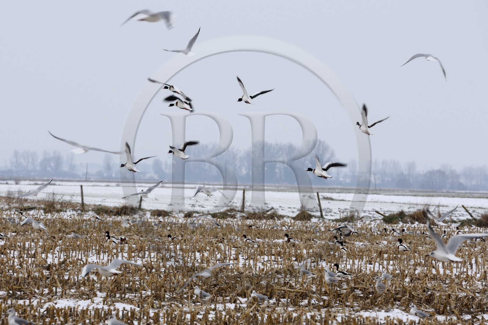 France, Ille-et-Vilaine (35), le polder du Mont-Saint-Michel, mouettes et canards