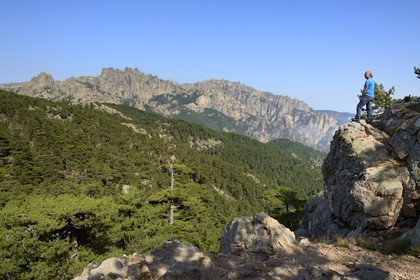 France, Corse-du-Sud (2A), Alta Rocca, forêt de pins laricio (Pinus laricio) au pied des Aiguilles de Bavella