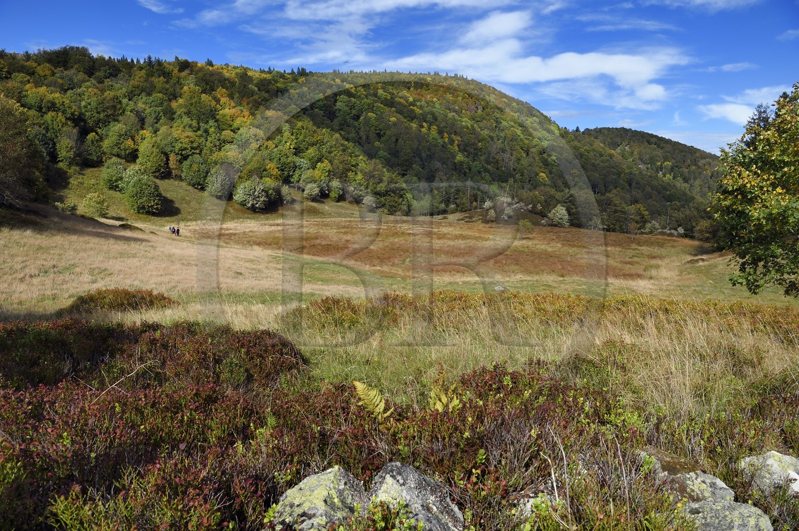 France, Vosges (88), Parc naturel régional des ballons des Vosges, Saint-Maurice-sur-Moselle, chaume des Neuf Bois, randonneurs en bordure de la tourbière entouré par la foret