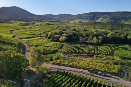 France, Bas-Rhin (67), Route des vins d'Alsace, Nothalten, vignoble du grand cru Muenchberg (vue a