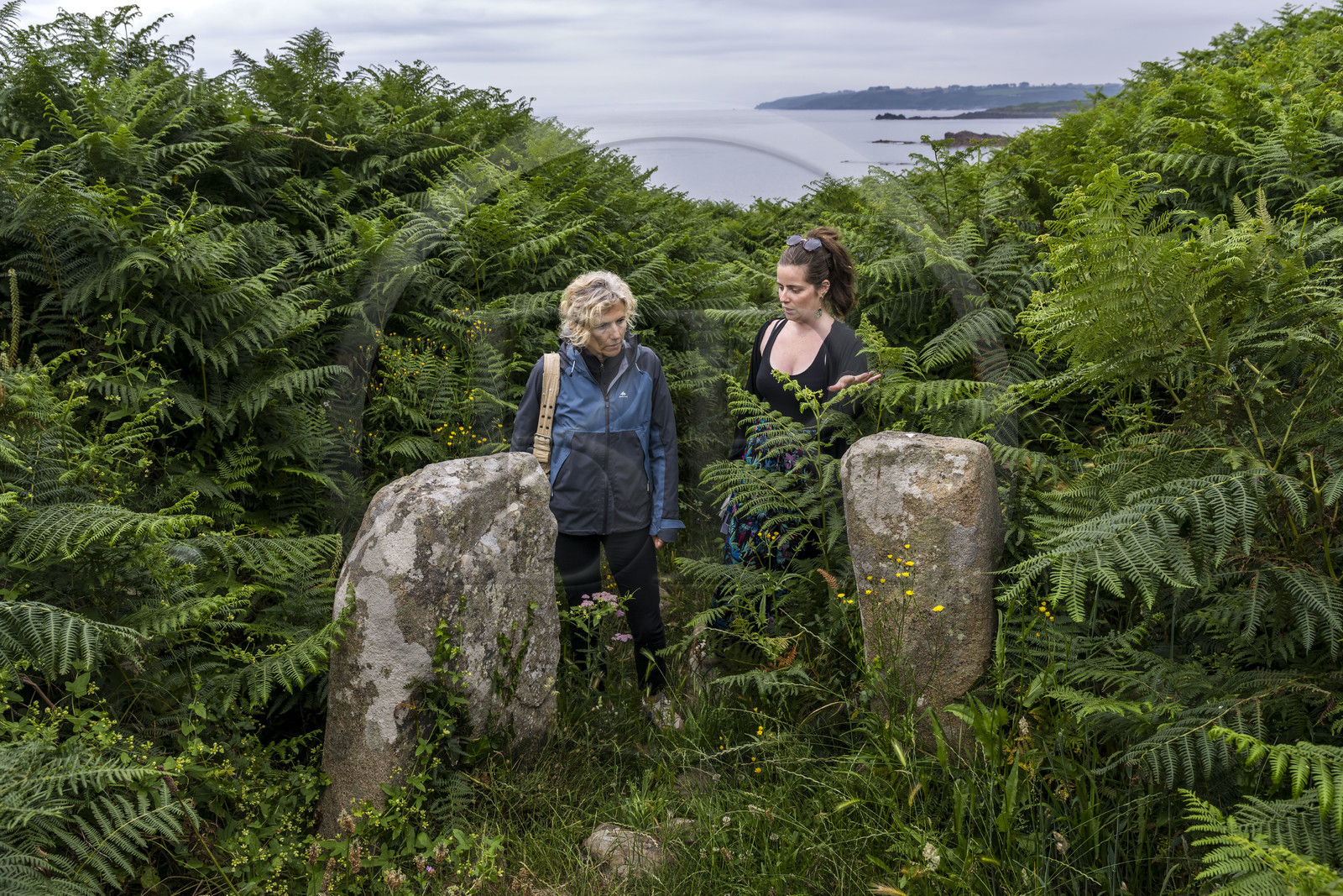 France, Finistère (29), Plougasnou, Primel-Trégastel, la Pointe de Primel à l'extrémité de la Baie de Morlaix, vestiges d'une allée couvertes de  fougères géantes sur le chemin de randonnée GR 34
