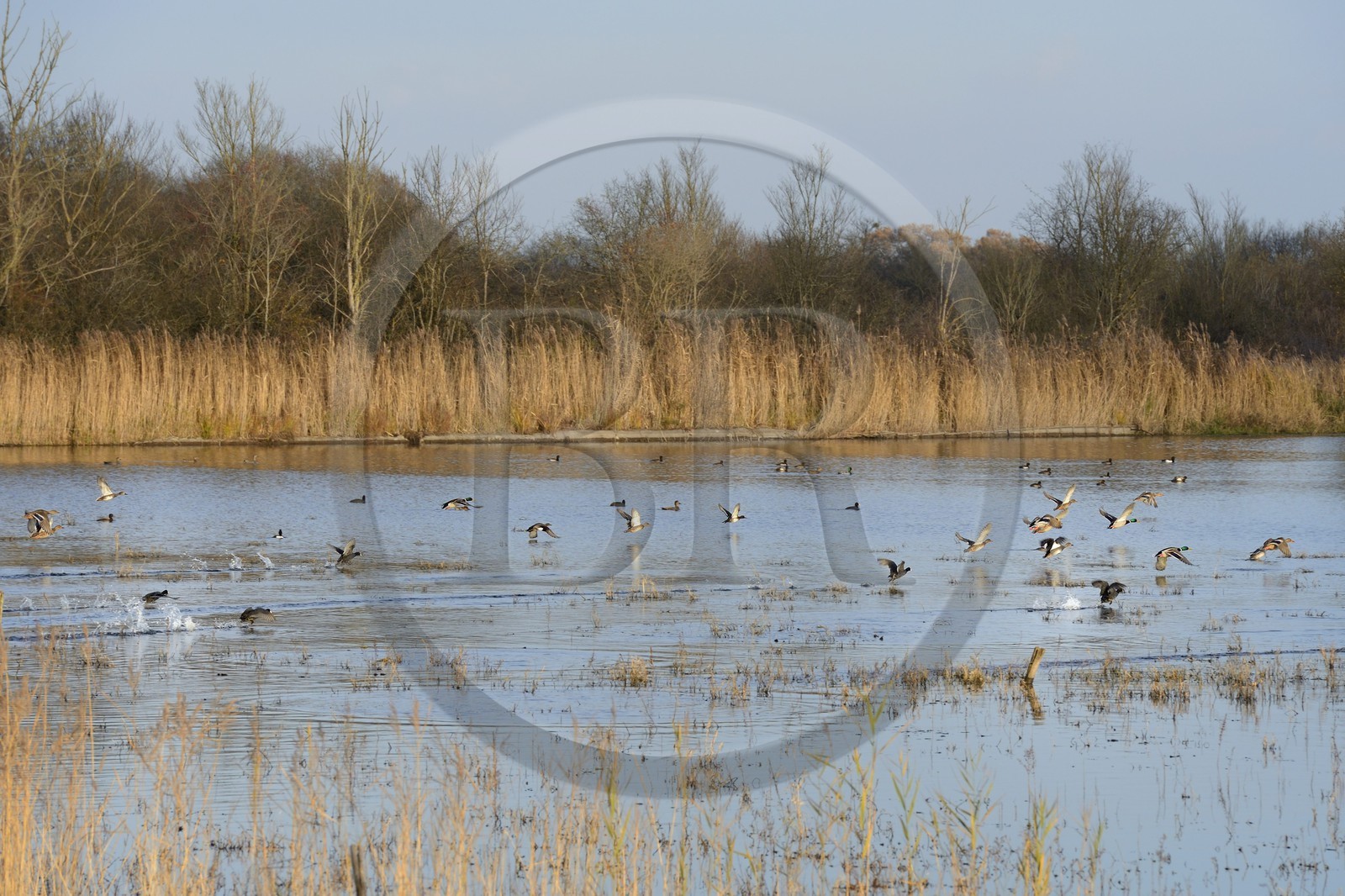 France, Indre (36), le Berry, parc naturel régional de la Brenne, étang de La Touche, canards